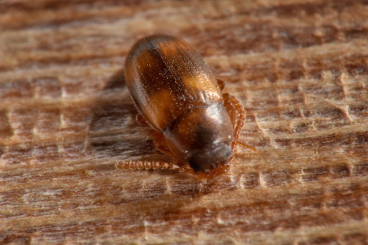 Tenebrionidae: Alphitophagus bifasciatus? S.